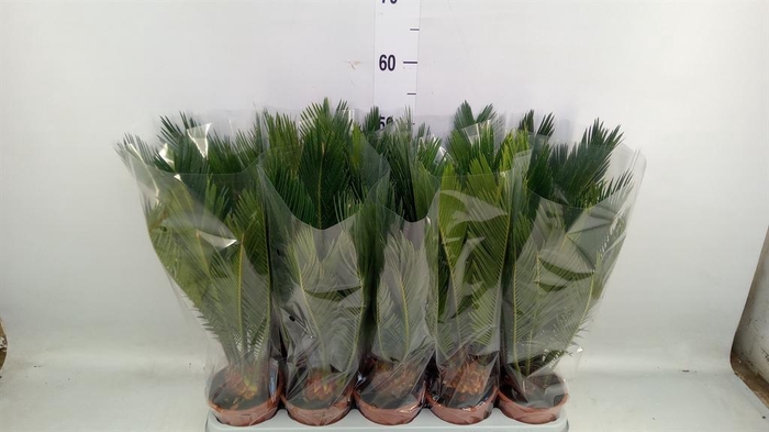 <h4>Cycas revoluta</h4>