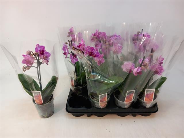 <h4>PHAL MF OV ROZE</h4>