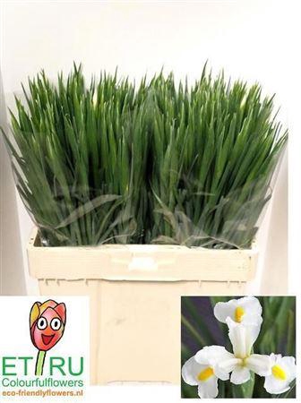 <h4>Iris White Magic</h4>