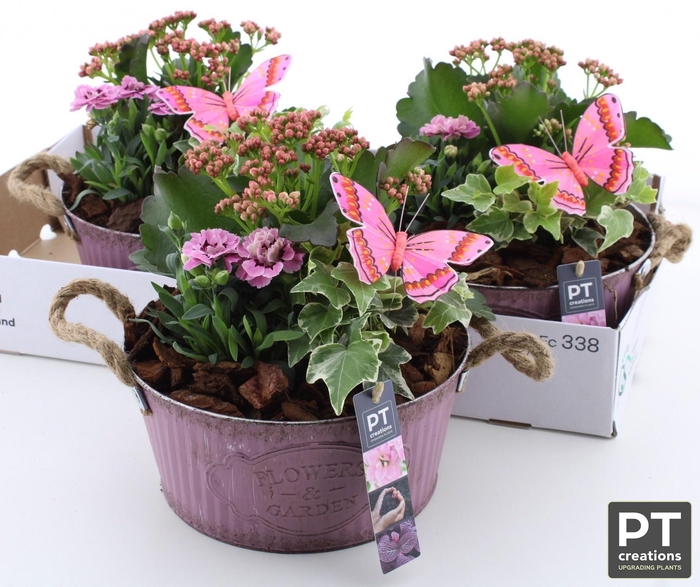 <h4>ARR TUINPLANTEN</h4>
