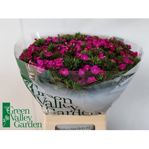 Di Barbatus Neon Purple Green Valley