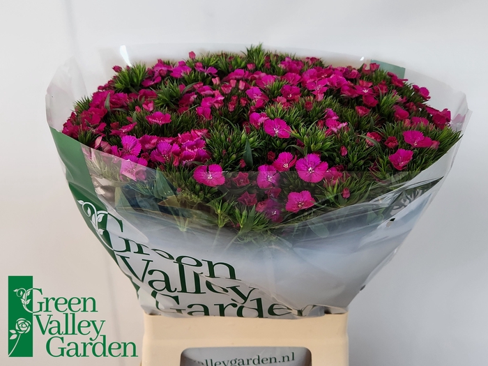 <h4>Di Barbatus Neon Purple Green Valley</h4>