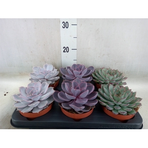 Echeveria   ...mix