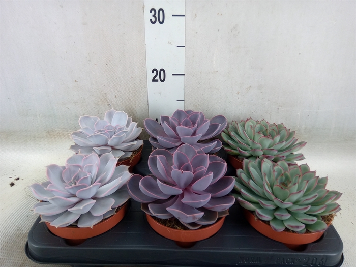 <h4>Echeveria   ...mix</h4>