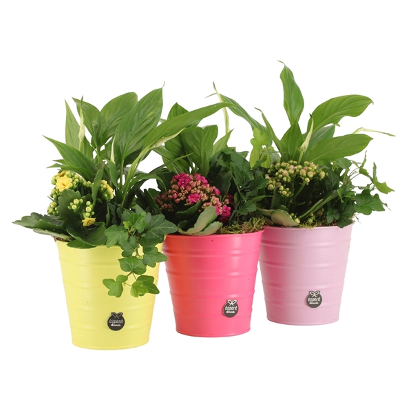 <h4>31666: Color circus arrangement</h4>