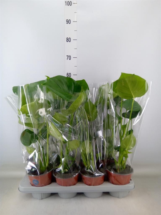 <h4>Monstera delic.</h4>