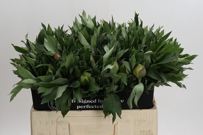 <h4>Paeonia Bartzella</h4>