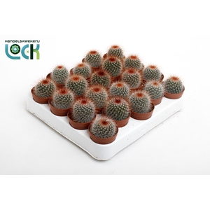 Mammillaria Spinosissima red.