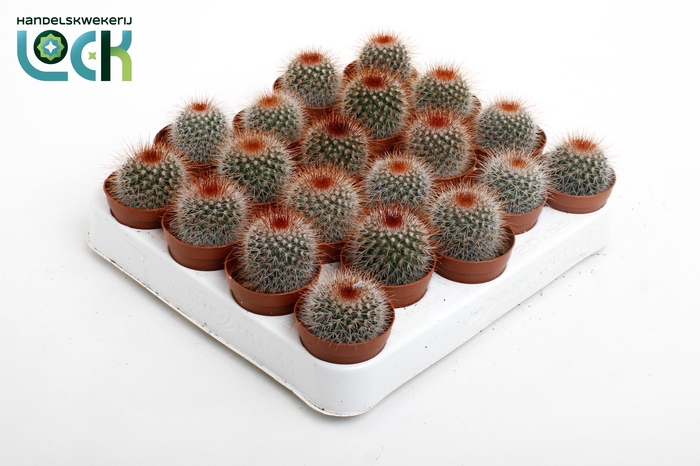 <h4>Mammillaria Spinosissima red.</h4>