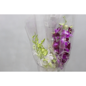 DENPHALAEN MACO MINIMO 30 FLORES