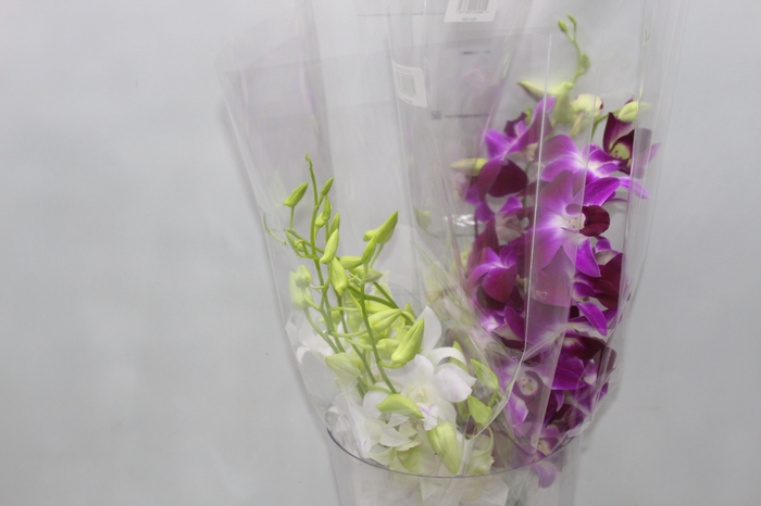 <h4>DENPHALAEN MACO MINIMO 30 FLORES</h4>