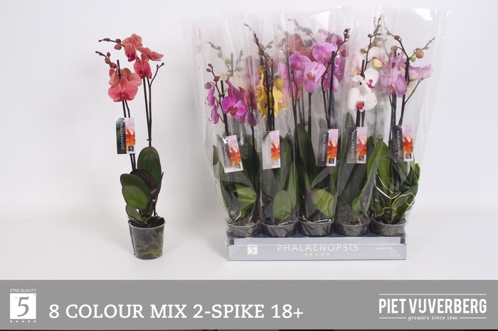 <h4>PHAL GEM 8 KL</h4>