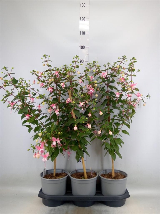 <h4>Fuchsia   ...</h4>