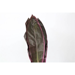 Leaf cordyline fruticosa