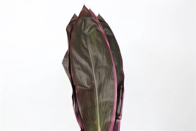 <h4>Leaf cordyline fruticosa</h4>
