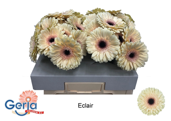 <h4>GE GR ECLAIR</h4>