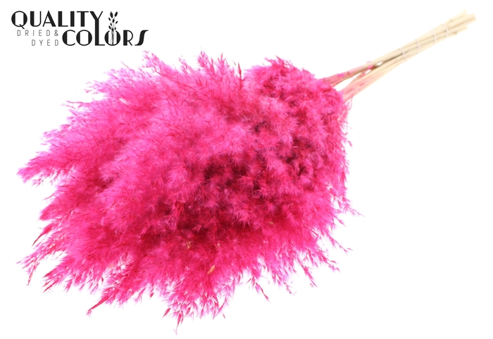 <h4>Pampas Grass 70cm 10st/bunch Bleached Cerise</h4>