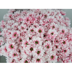 Chr T Bacardi Pastel Pink