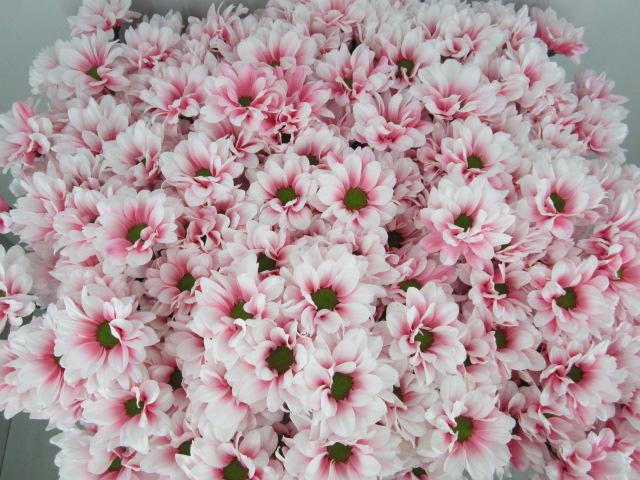 <h4>Chr T Bacardi Pastel Pink</h4>