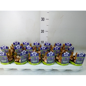 Muscari  'Night Eyes'