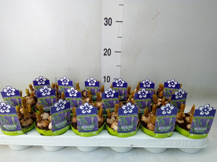 <h4>Muscari 'Night Eyes'</h4>