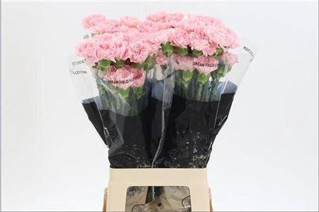 <h4>Di St Doncel</h4>