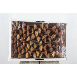 DF Compacta Rosetta Natural