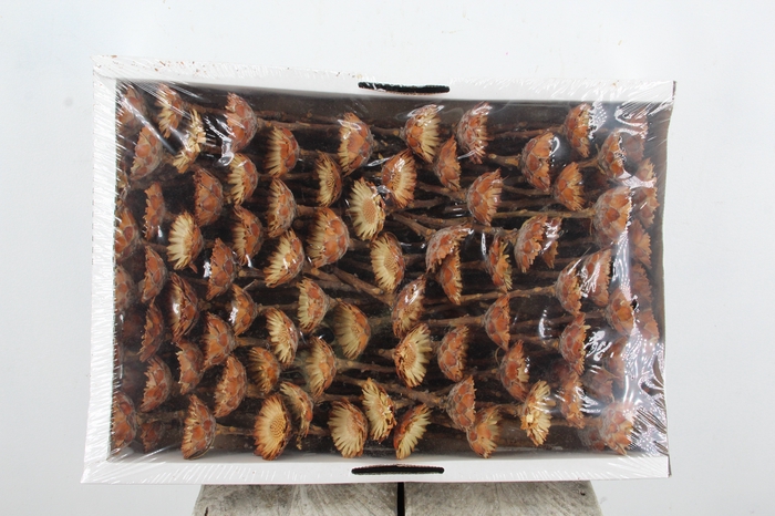 <h4>DF Compacta Rosetta Natural</h4>