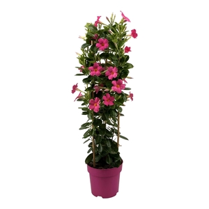 Mandevilla Sundaville Classic Pink in toren (Dipladenia)