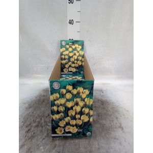 Flowerbulbs, corns or tubers   ...