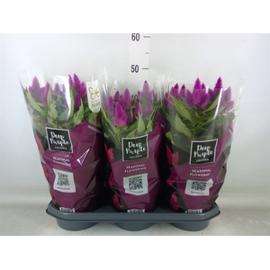 Celosia spic. 'Deep Purple'