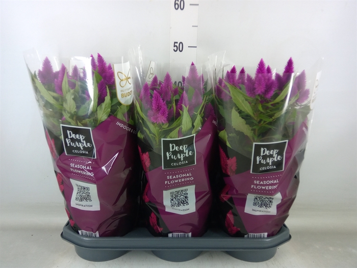 <h4>Celosia spic. 'Deep Purple'</h4>