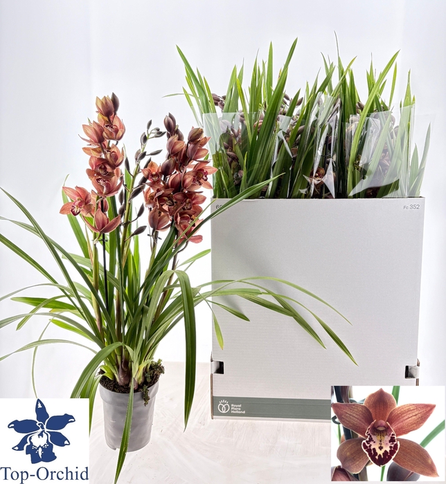 <h4>CYMB OVERIG</h4>