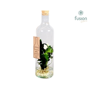 Green Bottle Fles Large met Anthurium 24 uur levering
