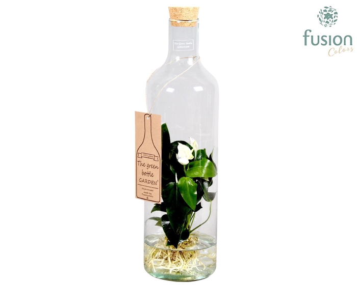 <h4>Green Bottle Fles Large met Anthurium 24 uur levering</h4>