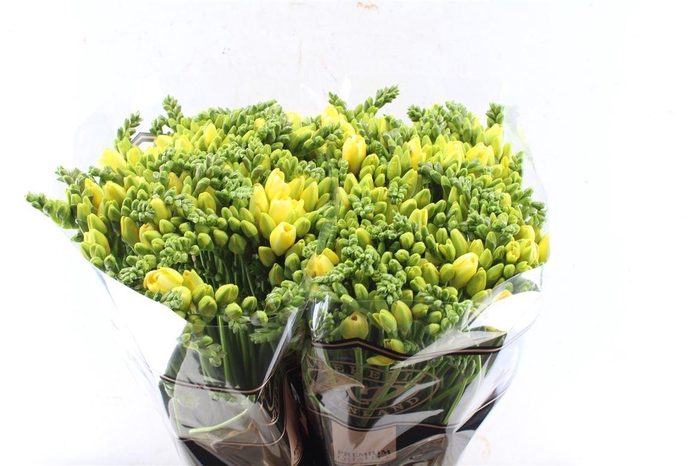 <h4>Fr Du Marseille</h4>