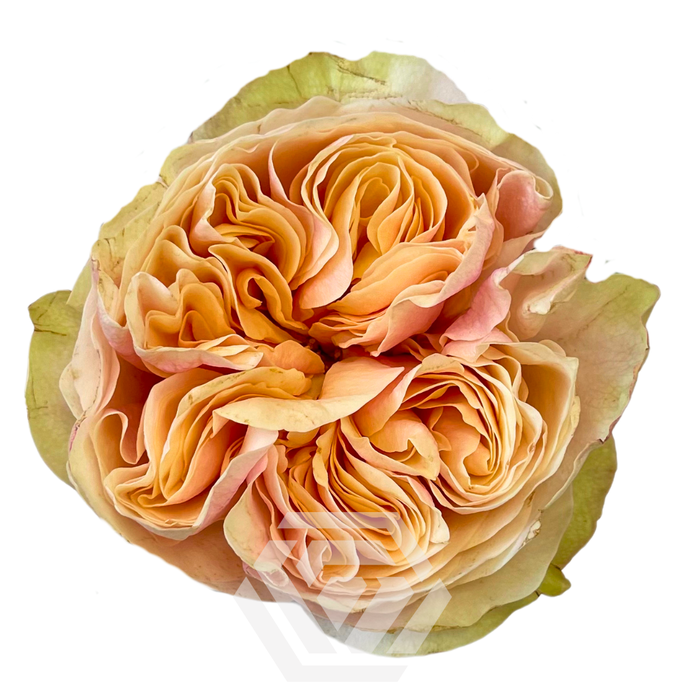 <h4>R GR TIP TOP Tessa</h4>