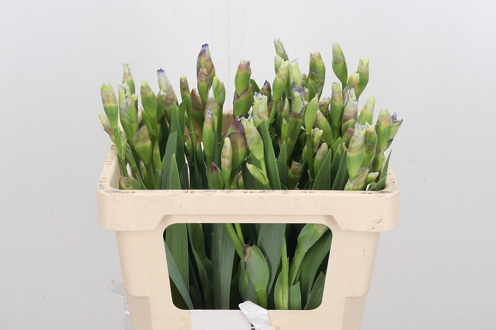 <h4>Iris Buiten</h4>