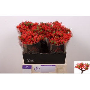 JATROPHA P FIRECRACK