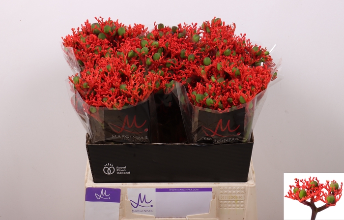 <h4>JATROPHA P FIRECRACK</h4>