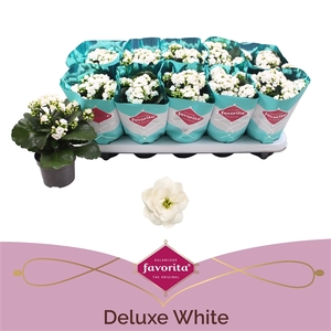 Kalanchoe Double Deluxe White stadium 1