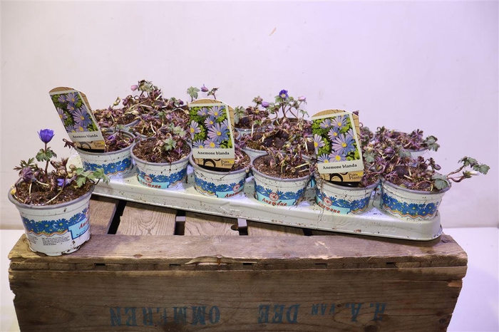 <h4>arr8 Anem Bl Blue Shades</h4>