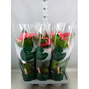 Anthurium andr. 'Colorado'