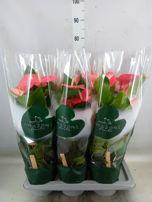 <h4>Anthurium andr. 'Colorado'</h4>