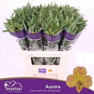 Alstr Aurora