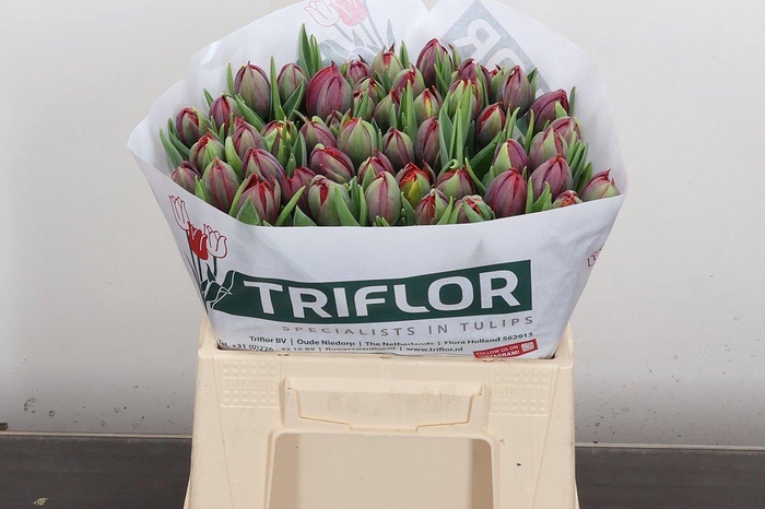 <h4>Tu Du Red Princess</h4>