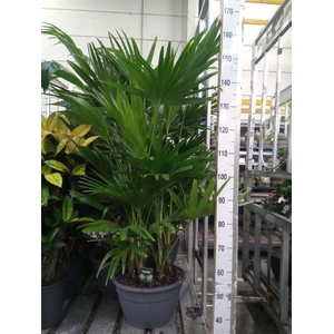 Palms   ...