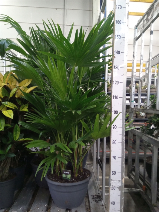 <h4>Palms   ...</h4>