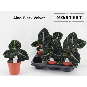 ALOC BLACK VELVET