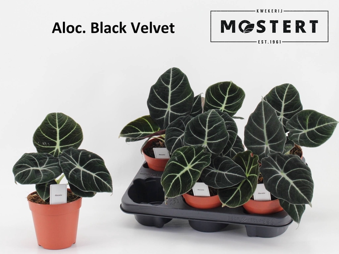 ALOC BLACK VELVET